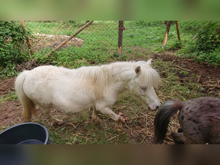 Shetland Ponys Ruin 4 Jaar 89 cm Appaloosa in Oberehe