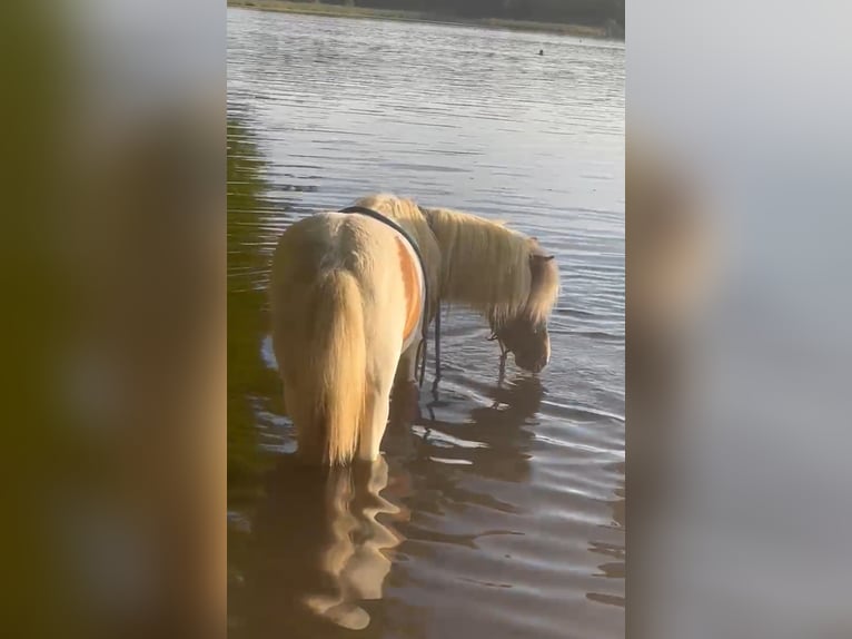 Shetland Ponys Ruin 4 Jaar 95 cm Gevlekt-paard in Wolfegg
