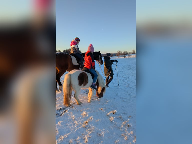 Shetland Ponys Ruin 4 Jaar 95 cm Gevlekt-paard in Wolfegg