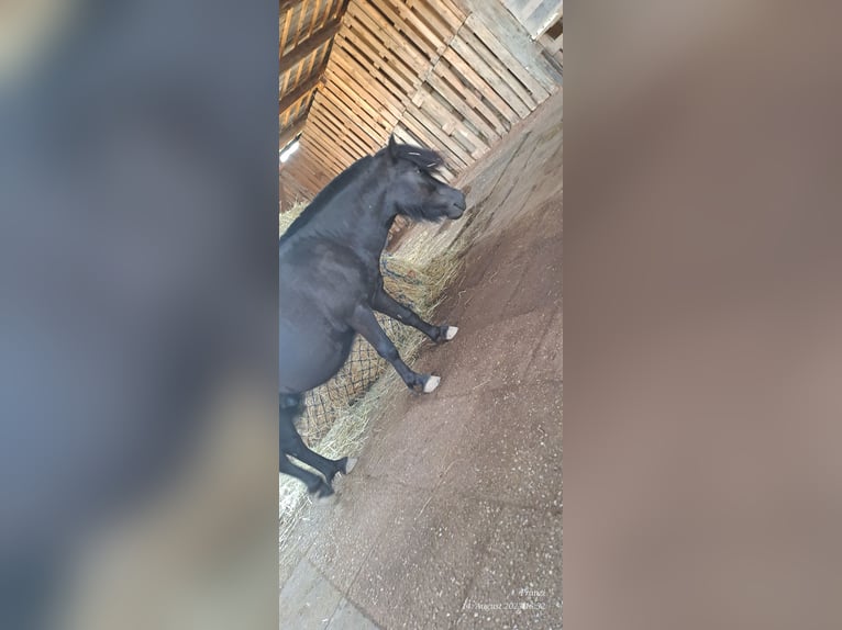 Shetland Ponys Ruin 5 Jaar 100 cm Zwart in Langenfeld