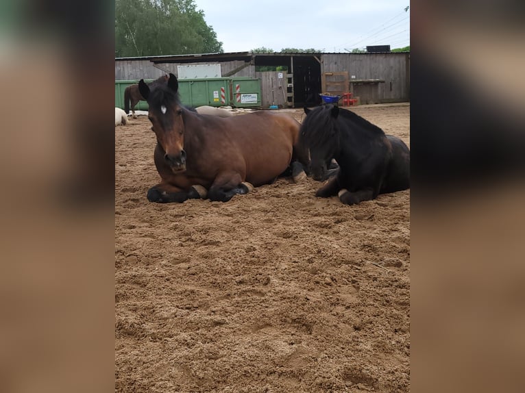 Shetland Ponys Ruin 5 Jaar 100 cm Zwart in Langenfeld