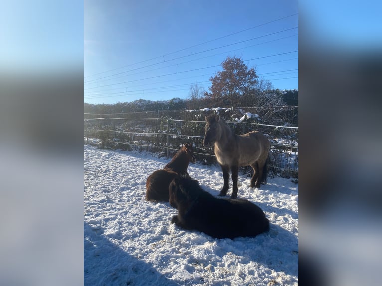 Shetland Ponys Ruin 5 Jaar 100 cm Zwart in Langenfeld