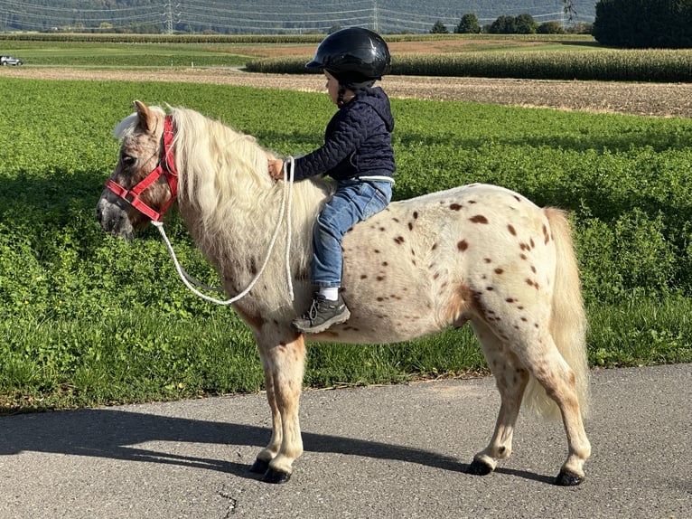 Shetland Ponys Ruin 5 Jaar 104 cm Appaloosa in Riedlingen