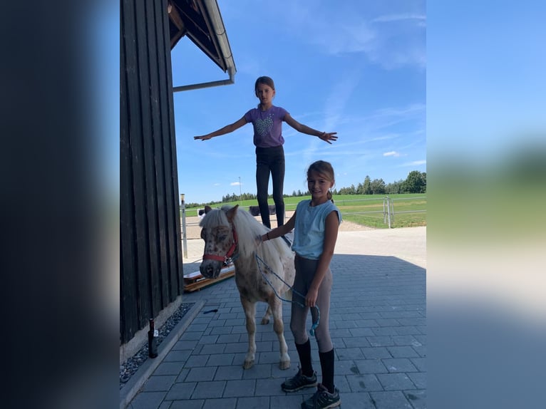 Shetland Ponys Ruin 5 Jaar 104 cm Appaloosa in Riedlingen