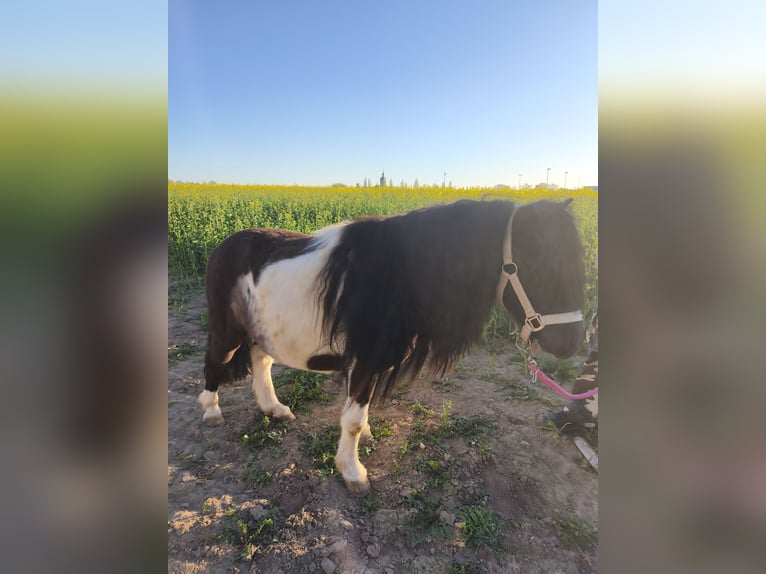 Shetland Ponys Ruin 5 Jaar 105 cm Gevlekt-paard in Markt Erlbach