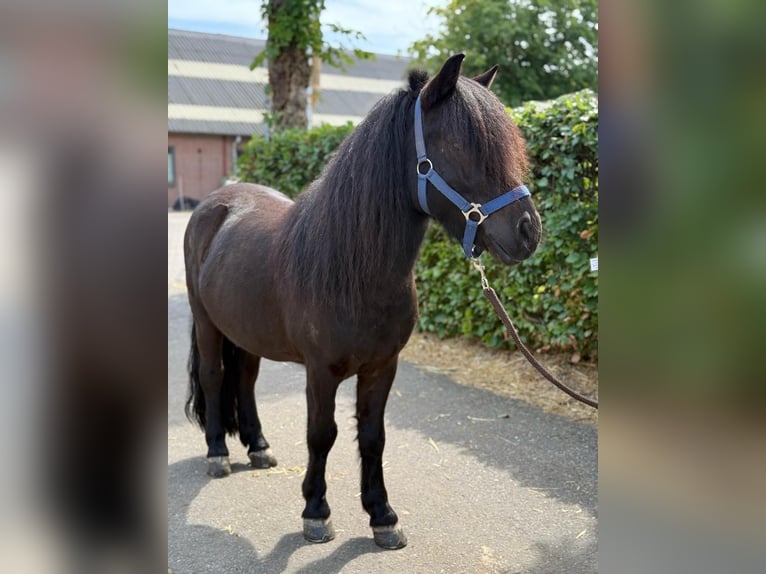 Shetland Ponys Ruin 5 Jaar 109 cm Zwart in GROTE-BROGEL