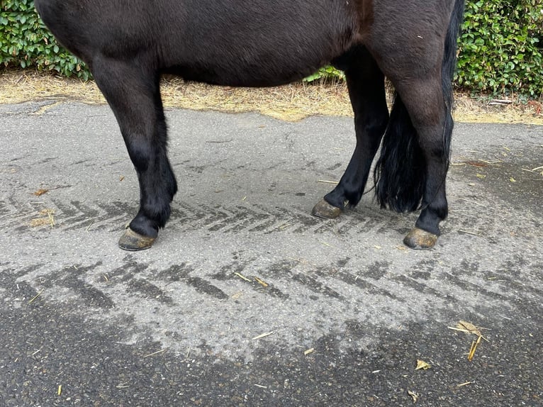 Shetland Ponys Ruin 5 Jaar 109 cm Zwart in GROTE-BROGEL