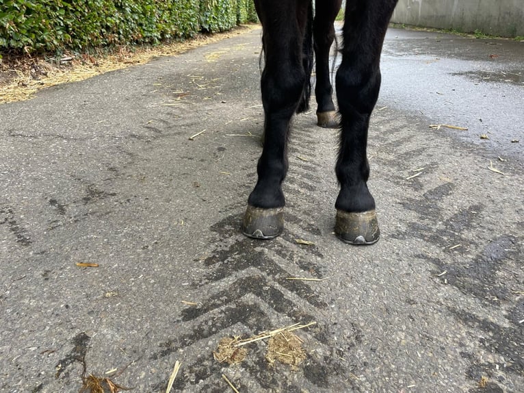 Shetland Ponys Ruin 5 Jaar 109 cm Zwart in GROTE-BROGEL
