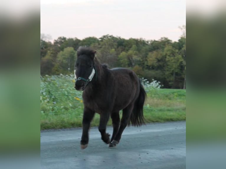 Shetland Ponys Ruin 5 Jaar 83 cm Zwartbruin in Drensteinfurt