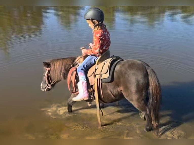 Shetland Ponys Mix Ruin 5 Jaar 91 cm Zwart in Monroe