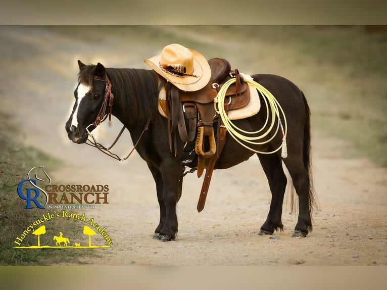 Shetland Ponys Mix Ruin 5 Jaar 91 cm Zwart in Monroe