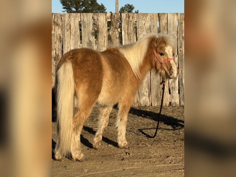Shetland Ponys Ruin 5 Jaar 94 cm Palomino in Antlers