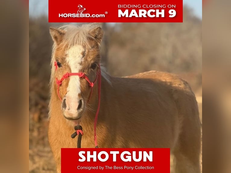 Shetland Ponys Ruin 5 Jaar 94 cm Palomino in Antlers