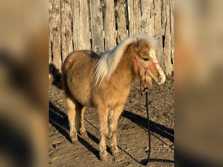 Shetland Ponys Ruin 5 Jaar 94 cm Palomino in Antlers