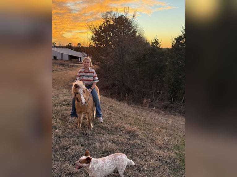 Shetland Ponys Ruin 5 Jaar 94 cm Palomino in Antlers