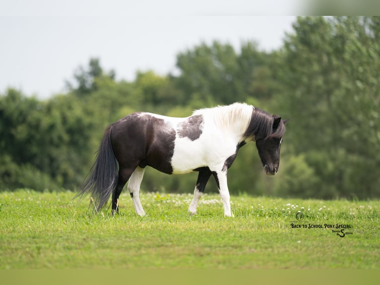 Shetland Ponys Ruin 5 Jaar 97 cm Gevlekt-paard in Clover