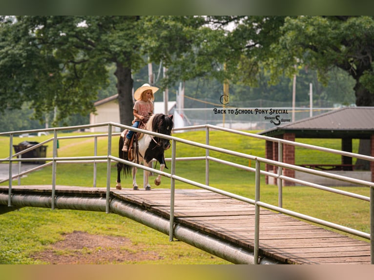 Shetland Ponys Ruin 5 Jaar 97 cm Gevlekt-paard in Clover