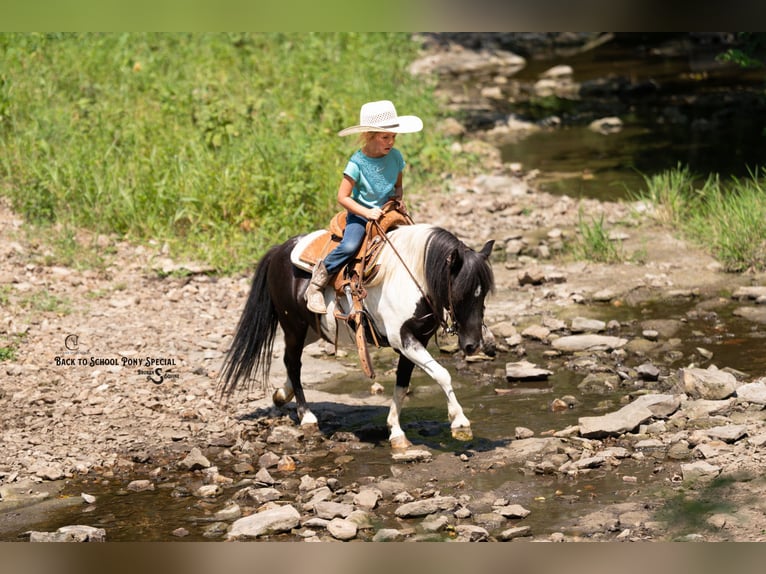 Shetland Ponys Ruin 5 Jaar 97 cm Gevlekt-paard in Clover