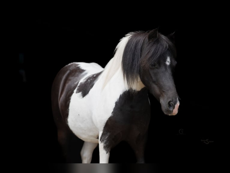Shetland Ponys Ruin 5 Jaar 97 cm Gevlekt-paard in Clover