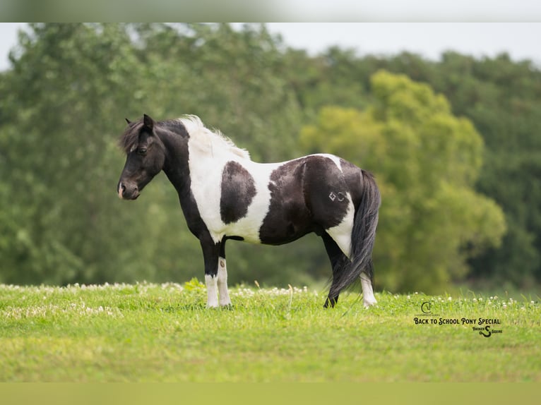 Shetland Ponys Ruin 5 Jaar 97 cm Gevlekt-paard in Clover