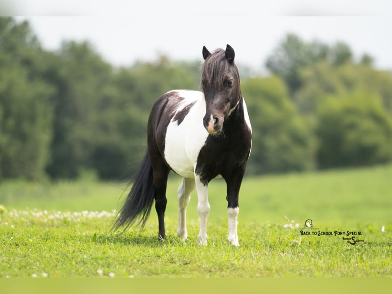 Shetland Ponys Ruin 5 Jaar 97 cm Gevlekt-paard in Clover