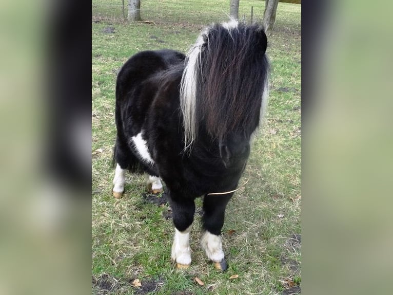 Shetland Ponys Ruin 5 Jaar 98 cm in Jever