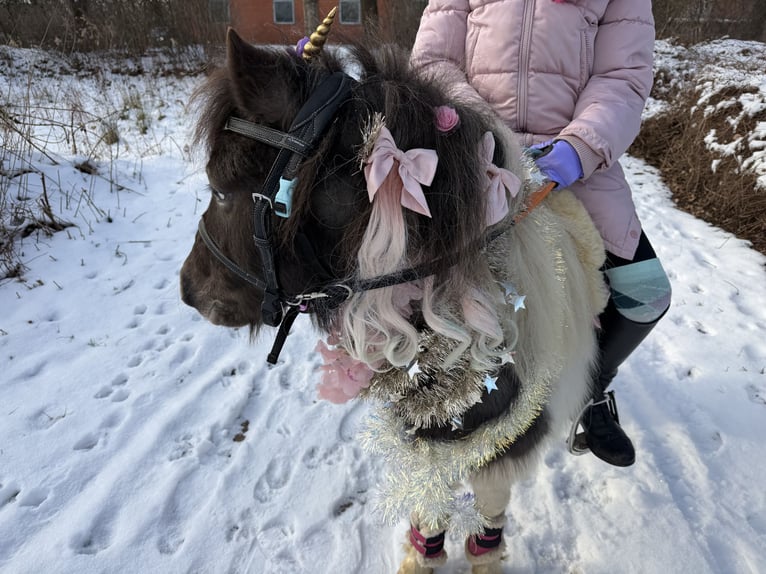 Shetland Ponys Ruin 6 Jaar 104 cm Gevlekt-paard in Buchholz in der Nordheide