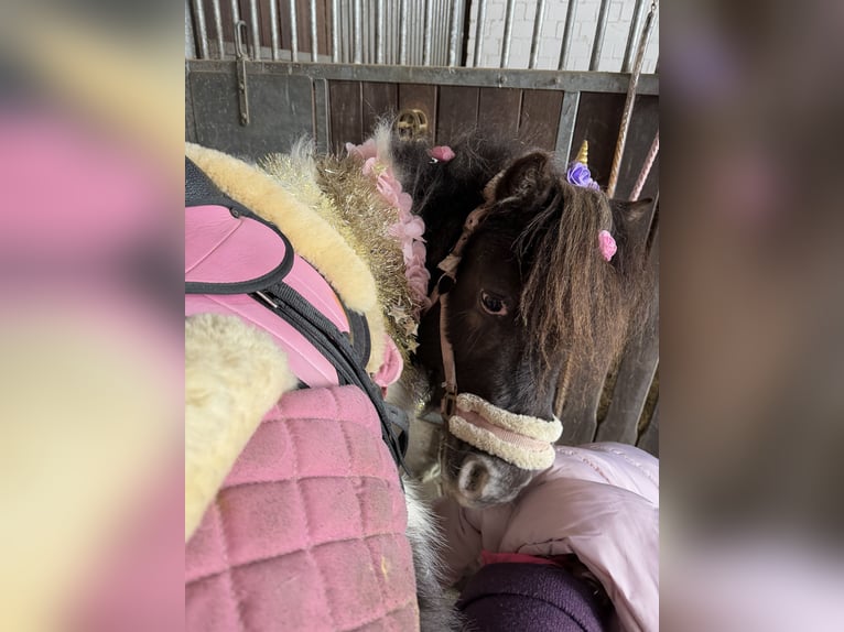Shetland Ponys Ruin 6 Jaar 104 cm Gevlekt-paard in Buchholz in der Nordheide
