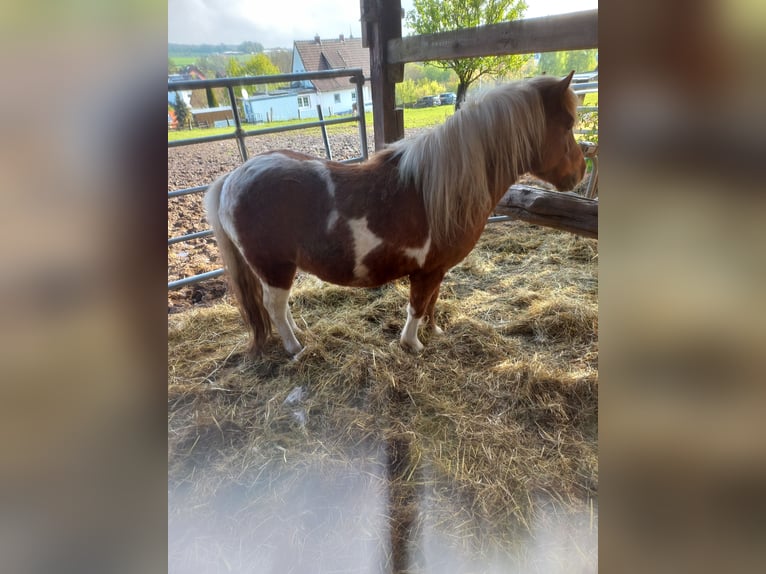 Shetland Ponys Ruin 6 Jaar 105 cm Gevlekt-paard in Höxter
