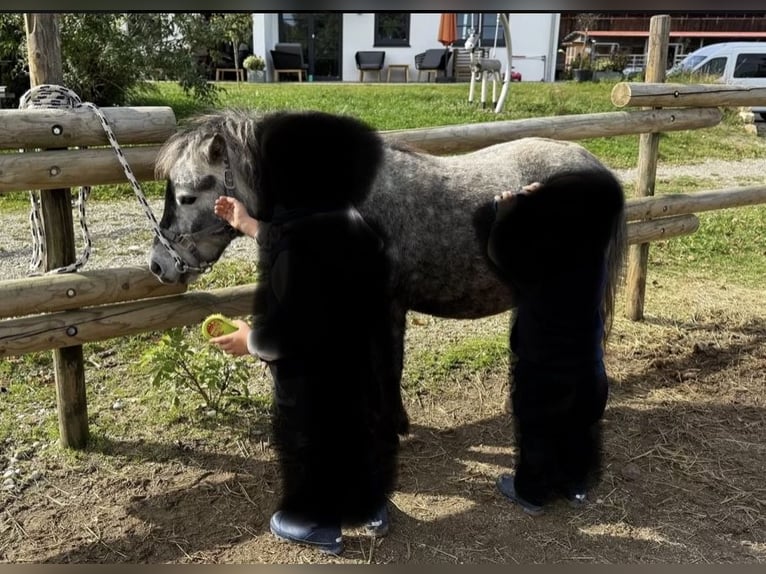 Shetland Ponys Ruin 6 Jaar 110 cm Appelschimmel in Löhne