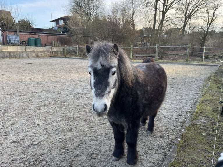 Shetland Ponys Ruin 6 Jaar 110 cm Appelschimmel in Löhne