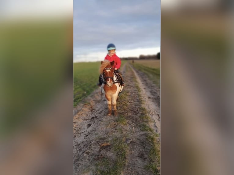 Shetland Ponys Ruin 6 Jaar 110 cm Gevlekt-paard in Wesendahl