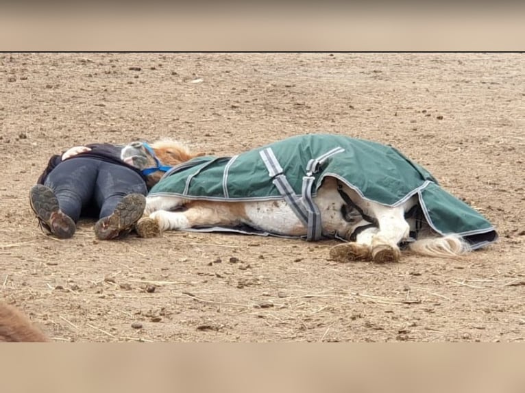 Shetland Ponys Ruin 6 Jaar 110 cm Gevlekt-paard in Wesendahl