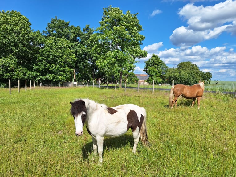 Shetland Ponys Mix Ruin 6 Jaar 110 cm Gevlekt-paard in Zeschdorf