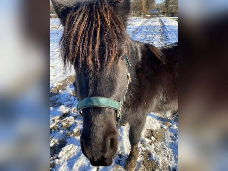 Shetland Ponys Ruin 6 Jaar 110 cm Tobiano-alle-kleuren in Berlin
