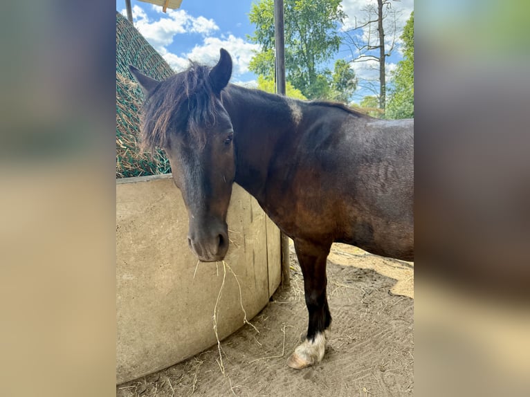 Shetland Ponys Ruin 6 Jaar 110 cm Tobiano-alle-kleuren in Berlin