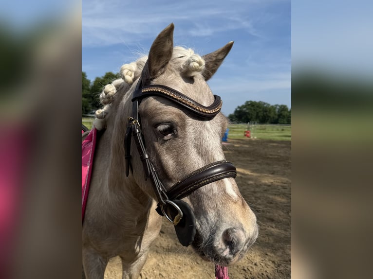 Shetland Ponys Ruin 6 Jaar 90 cm  in Ladbergen