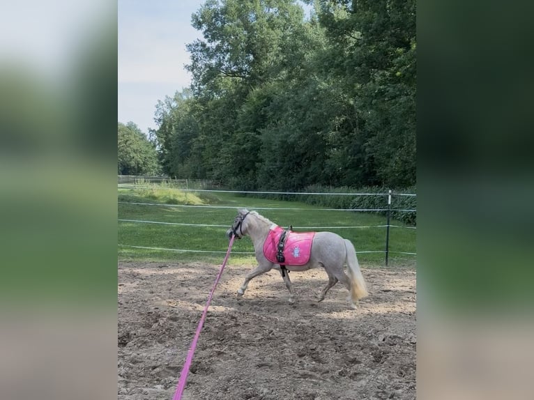 Shetland Ponys Ruin 6 Jaar 90 cm  in Ladbergen