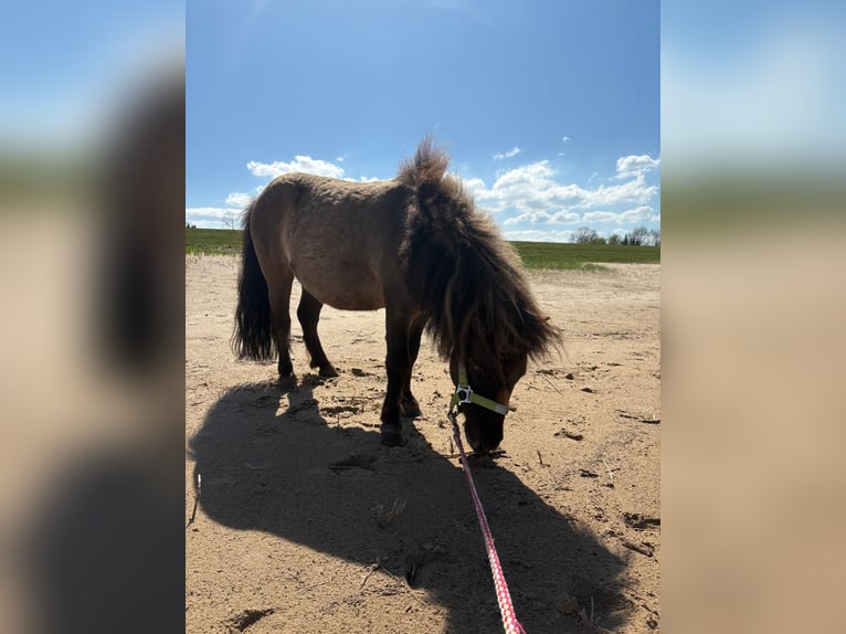 Shetland Ponys Ruin 6 Jaar 90 cm Falbe in Altenmedingen