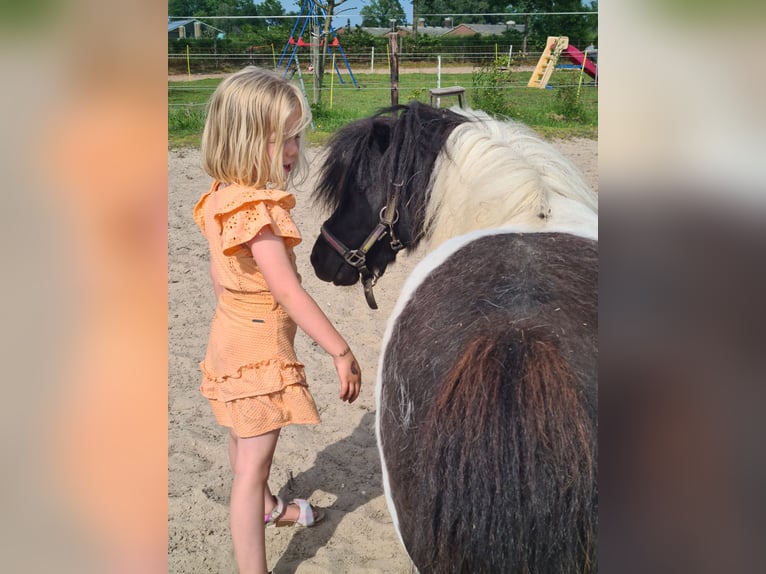 Shetland Ponys Ruin 6 Jaar 90 cm Gevlekt-paard in Apeldoorn