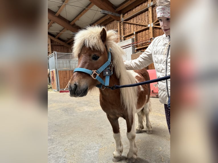 Shetland Ponys Ruin 6 Jaar 90 cm Gevlekt-paard in St.Michael