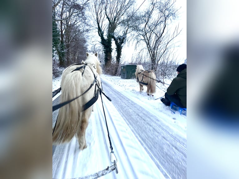 Shetland Ponys Ruin 6 Jaar 95 cm Palomino in Halle