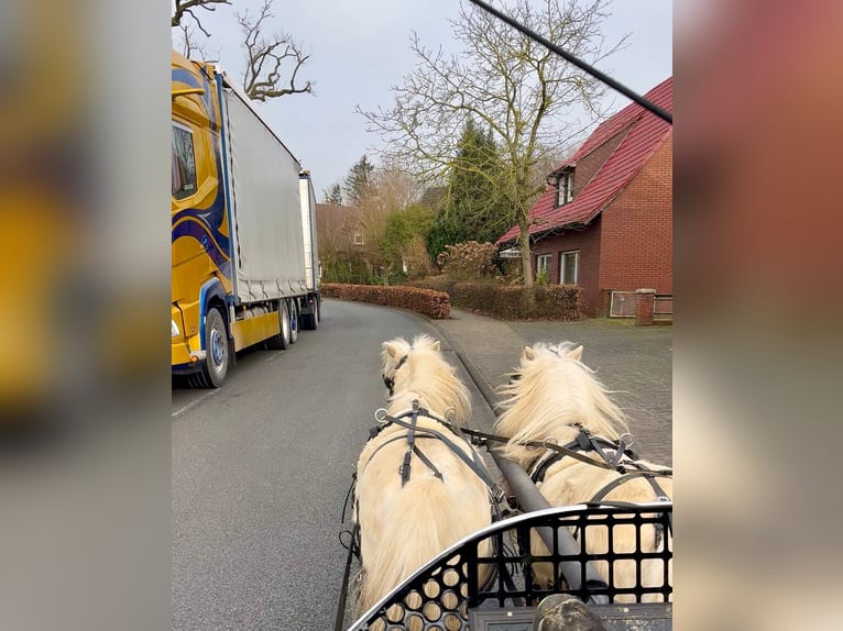 Shetland Ponys Ruin 6 Jaar 95 cm Palomino in Halle