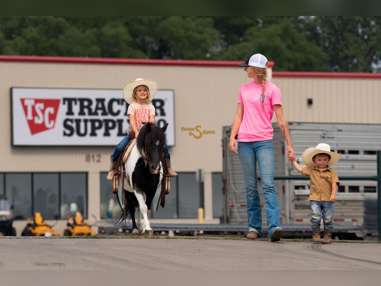 Shetland Ponys Ruin 6 Jaar 97 cm in Bogard, MO