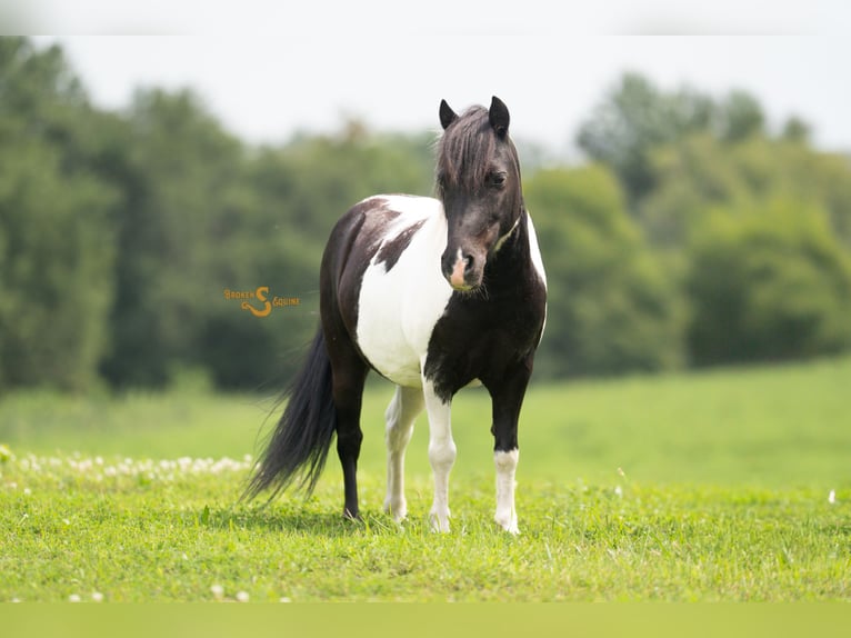 Shetland Ponys Ruin 6 Jaar 97 cm in Bogard, MO