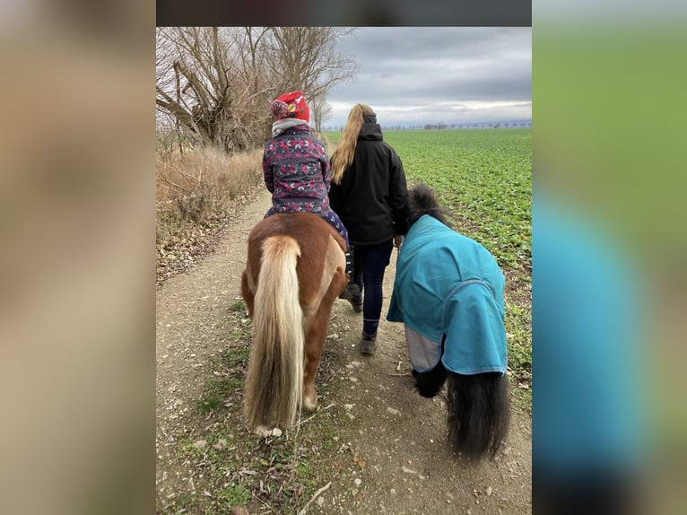 Shetland Ponys Ruin 7 Jaar 100 cm Vos in Wernigerode