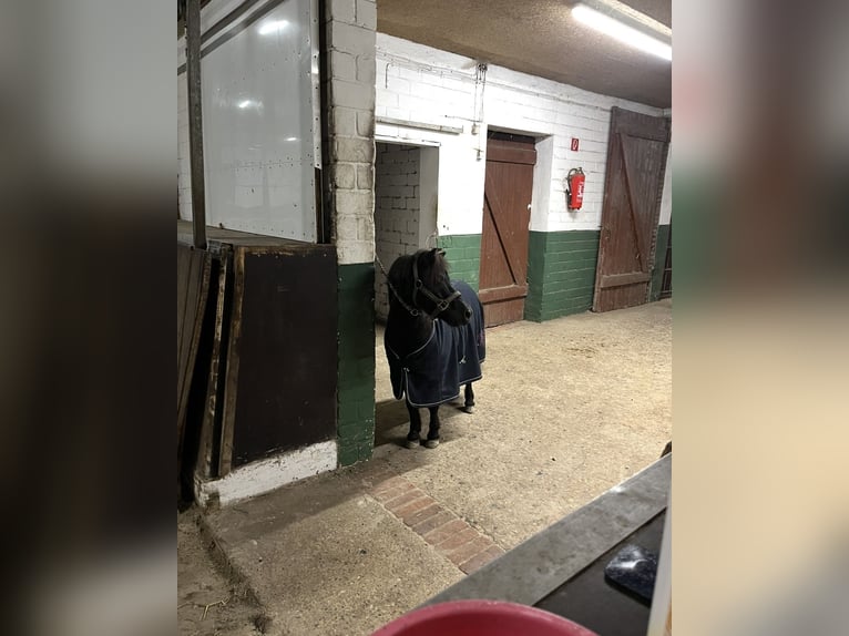 Shetland Ponys Ruin 7 Jaar 100 cm Zwart in Werlte