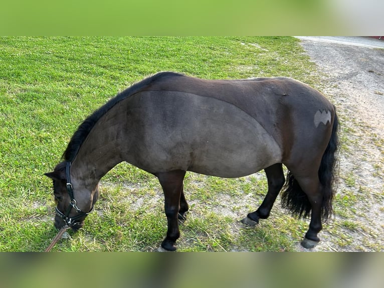 Shetland Ponys Ruin 7 Jaar 100 cm Zwart in Werlte