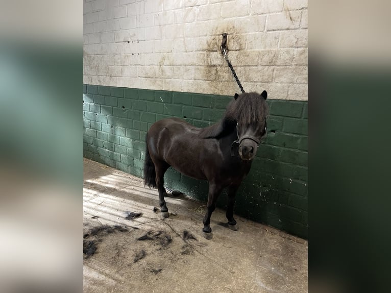 Shetland Ponys Ruin 7 Jaar 100 cm Zwart in Werlte