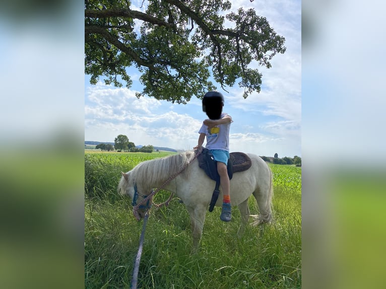 Shetland Ponys Ruin 7 Jaar 105 cm Appaloosa in Sinsheim